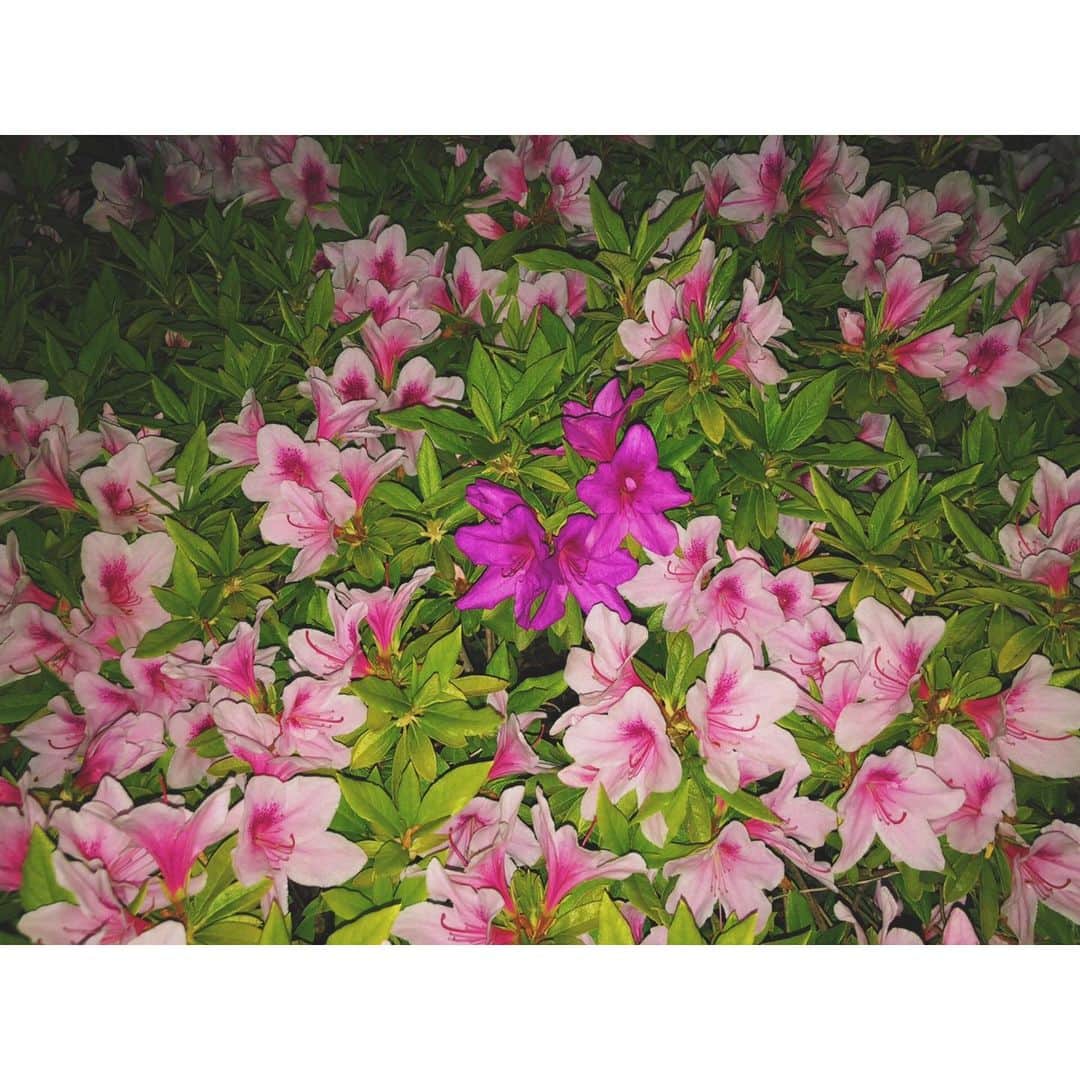 水戸悠夏子さんのインスタグラム写真 - (水戸悠夏子Instagram)「よく通るこの道にツツジが咲き乱れる季節。本当にブワァァアアア！っと咲くので綺麗なのは勿論、力強さがすごい。#ツツジ#花」5月15日 20時38分 - mitoyukako