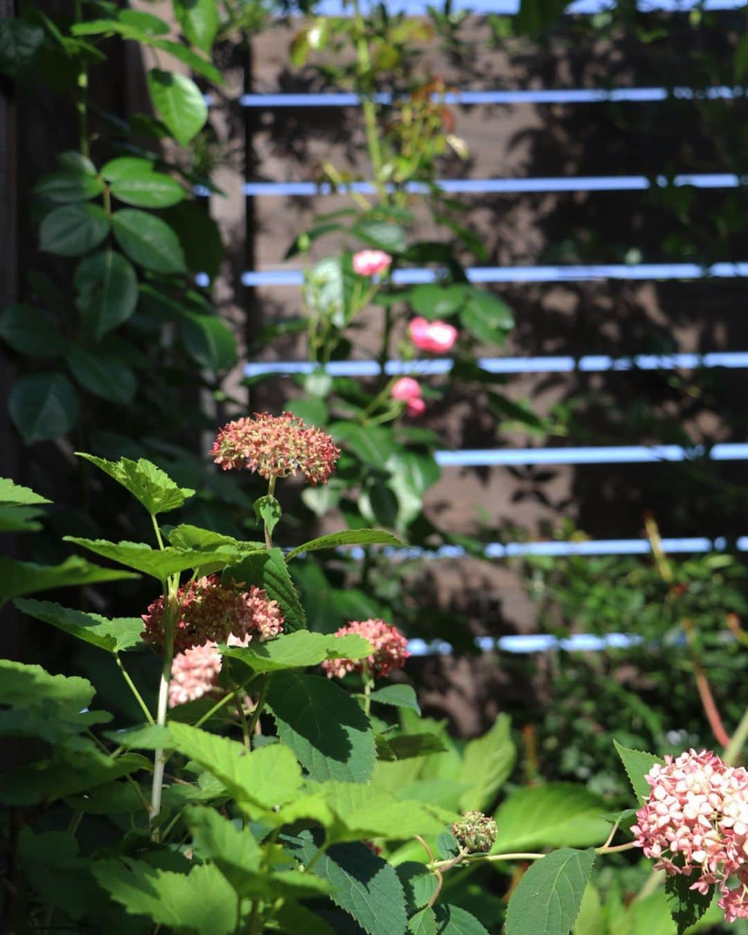 komugiさんのインスタグラム写真 - (komugiInstagram)「2020.5.15 . 雨の降り出す前に摘んだ庭先の花が、 室内をほっと和ませます。 雑草の生茂る実家の野山では 連なる木苺野苺摘みにも励みました。 娘達家族へ送った冷凍便は食材優先、 箱に納まらなかった手作り菓子で 我が家の食卓も緩みました。 . 先週末の母の日には、 娘達よりお届け物もありました。 蝋引きされた紐を解き蓋を開けると 宝石のようなHIGASHIYAさんのお菓子が顔を出し、 洗練された姿にため息が漏れました。 話に伺う店構えまで 目に浮かぶようでした。 味わい深いお菓子を 我が家に居ながら愉しむ 特別なひとときになりました。 申し訳なさそうに映り込むお茶ゼリーは 私の手作り。 HIGASHIYAさんのお菓子に、 真似て手作りしたものです。 鹿児島産新茶葉で作られるという HIGASHIYAさんの錦玉羹は、 昨年から気になったまま。 娘達の住まいを訪ねる折があれば いつか店内で頂いてみたい 今が旬のお菓子です。 . #チョコレートケーキ #バスクチーズケーキ #木苺 #野苺 #シモツケ #ヒメイワダレソウ」5月15日 21時10分 - komugi3955