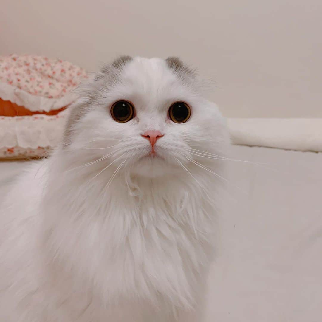 のんたのインスタグラム：「私のかわいいおにぎりちゃん🍙 my little rice ball ・ #scottishfold #catstagram_japan #catsofinstagram #cats_of_instagram#catoftheday #ilovemycat #bestmeow #catlover #cutecat #kittensofinstagram #cute #スコティッシュフォールド#海苔の足りないおにぎり#🍙」