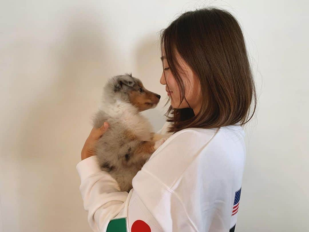 八木愛莉のインスタグラム：「Welcome to my family, little sweetheart 💋﻿ I love you 💋﻿ ﻿ #puppy#newfamily#shetlandsheepdog」