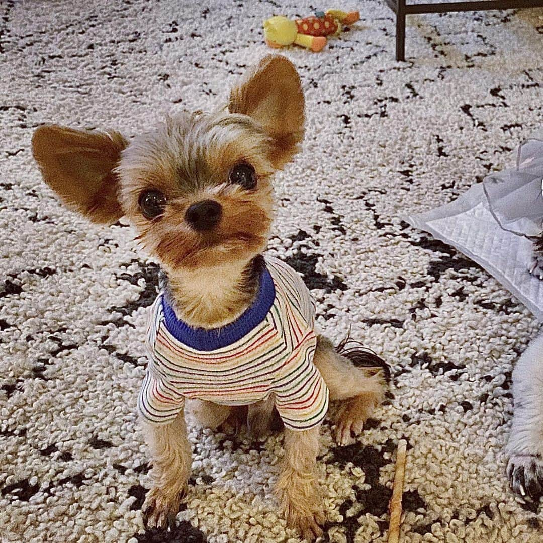 ブライアンさんのインスタグラム写真 - (ブライアンInstagram)「This little guy was in the hospital for the past five days~ after being bitten by a larger dog, tearing some muscle tissue, and having his lungs punctured, and then having to go through emergency surgery😢 But now he is back home and I want to thank all who prayed for my lil’Romey! 드디어 제 막내 로미가 집으로 돌아왔습니다~ 지난 주 큰 강아지한테 물려서 갑작스러운 수술 받고 저는 많이 걱정했는데... 여러분들의 기도 때문에 빨리 퇴원하게 되었습니다! 감사해요! #사랑 #강아지 #기쁨 #행복 #애완견 #요크셔 #요크셔테리어 #로미 #romeyjoo」5月15日 21時24分 - thebrianjoo