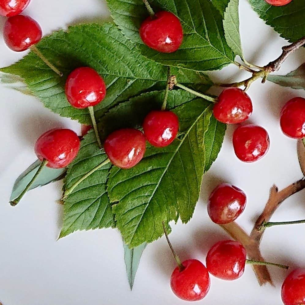 大地真央さんのインスタグラム写真 - (大地真央Instagram)「友達の家で採れた🍒さくらんぼ🍒を、今朝、送ってきてくれました😊 フルーツ柄のお皿に乗せてみると 絵と同化して不思議な感じ…わかる？😊 栄養価も高くかわいい🍒美味しかった😋  #さくらんぼ 🍒#無農薬 #自家栽培 #嬉しい #贈り物 #家に居よう #自粛 #自粛の過ごし方 #笑おう #有意義な時間  #大地真央 #MAODAICHI」5月15日 21時32分 - daichimao_official