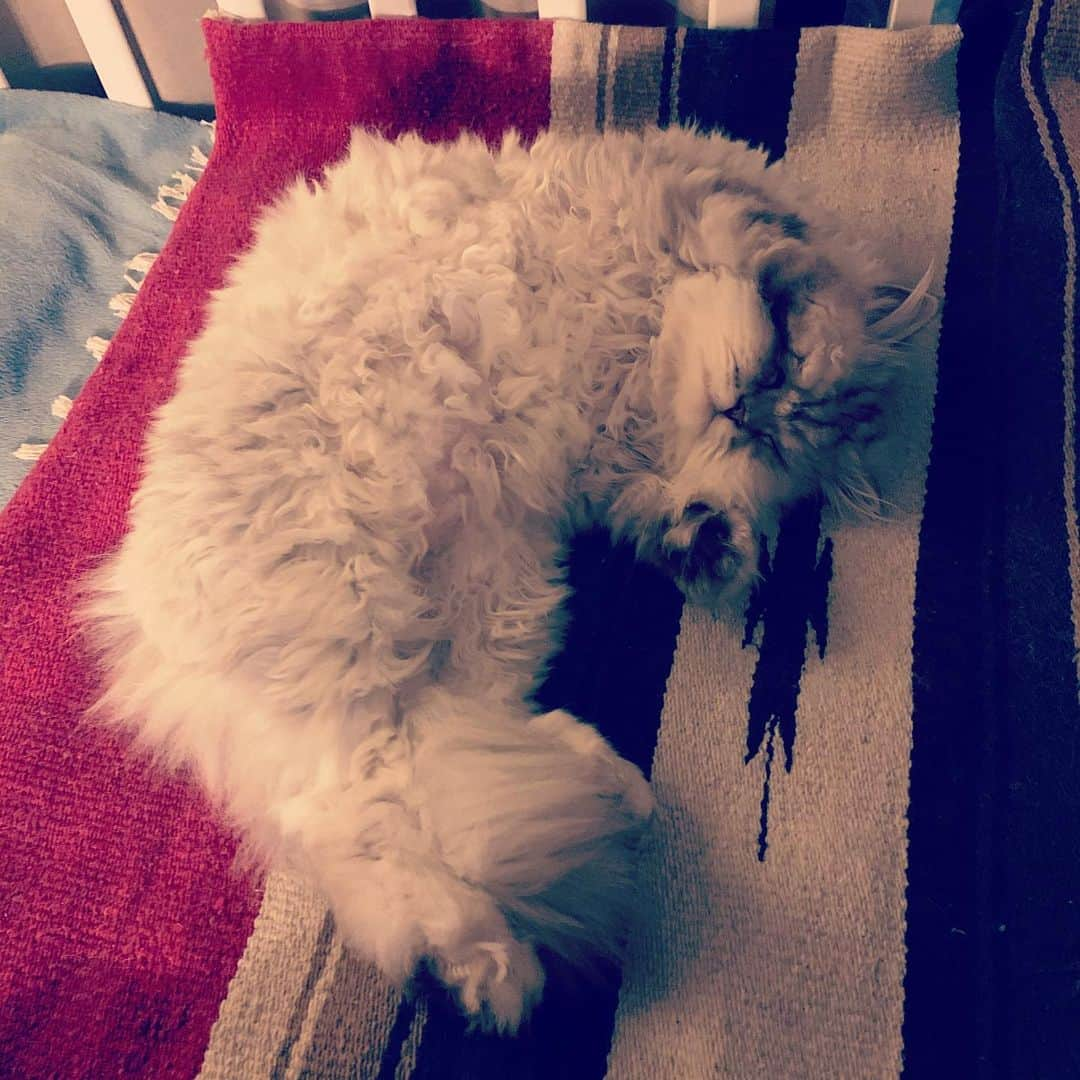 SATOKOさんのインスタグラム写真 - (SATOKOInstagram)「ザ・猫　ってポーズで眠る猫。 #magiyoo #selkirkrex #catstagram #stayhome」5月15日 22時19分 - fc_satoko