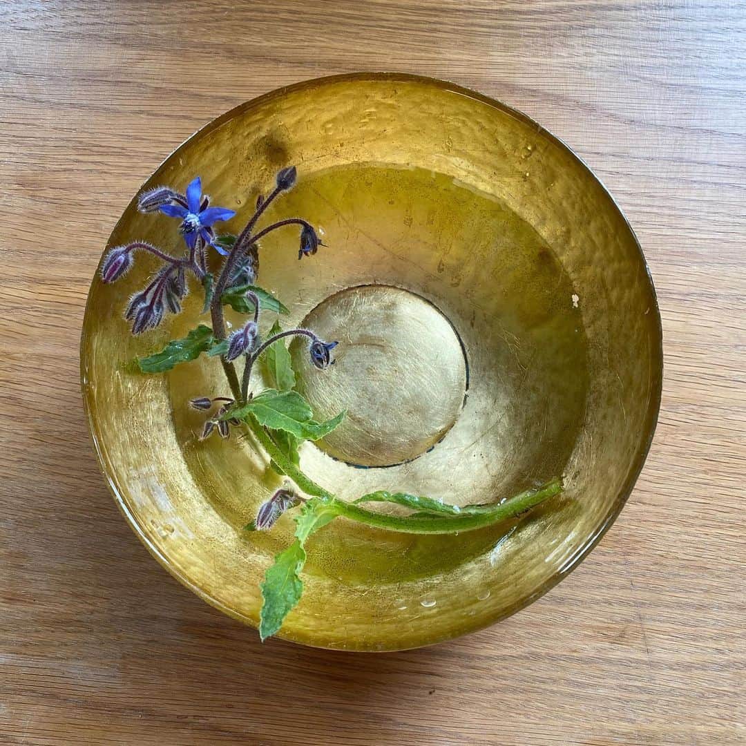 ナオミ・シマダのインスタグラム：「been feeling like I don’t really know how to interact online anymore. so many impossible unthinkable realities to process all at once in this crisis of human relations, with each other and our planet. how do we build a universal solidarity that is flexible, nuanced and strong enough to fundamentally shift our world towards love + justice? we need to learn to see the world anew. been trying to mostly use this time to be quiet, for self-study + help with direct mutual aid projects but I’m so grateful for the solace I’ve been finding in plants + new lil friends I’ve been making over the past few weeks. swipe to the end for a lil fluffy surprise. sending so much love from afar ~ 🐣」
