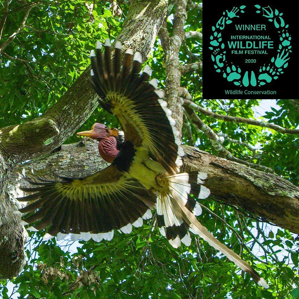 Tim Lamanさんのインスタグラム写真 - (Tim LamanInstagram)「Helmeted Hornbills are Critically Endangered due to hunting for making silly decorations out of their heads.  Today is Endangered Species day, so I’d like to promote more awareness about this spectacular and under-appreciated bird that I have spent a lot of time documenting.  The short film I made with Cornell Lab of Ornithology has won “Best Wildlife Conservation Film” at the recent International Wildlife Film Festival, and you can view it on the Cornell Lab youtube channel.  Just google “Hunting Helmeted Hornbills” or check the link in my bio today to view it and please help spread the word about this bird.  The key to saving them from extinction is to stop the demand for their heads in the markets of China and some other SE Asian countries.  Swipe to see a short video clip of the male delivering wild figs to a female in their nest cavity. #EndangeredSpeciesDay #HelmetedHornbill #Hornbill #CornellLabofOrnithology @rangkongid #thailandhornbillproject」5月15日 22時34分 - timlaman