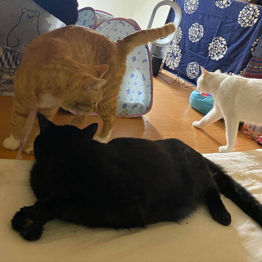 金巻ともこさんのインスタグラム写真 - (金巻ともこInstagram)「ロフトの上、寝室  #kurohakuchai #cat #blackcat #黒猫 #茶トラ #猫多頭飼い #tabby #orangetabby #whitecat #白猫 #catstagram」5月15日 22時38分 - tomotomoco