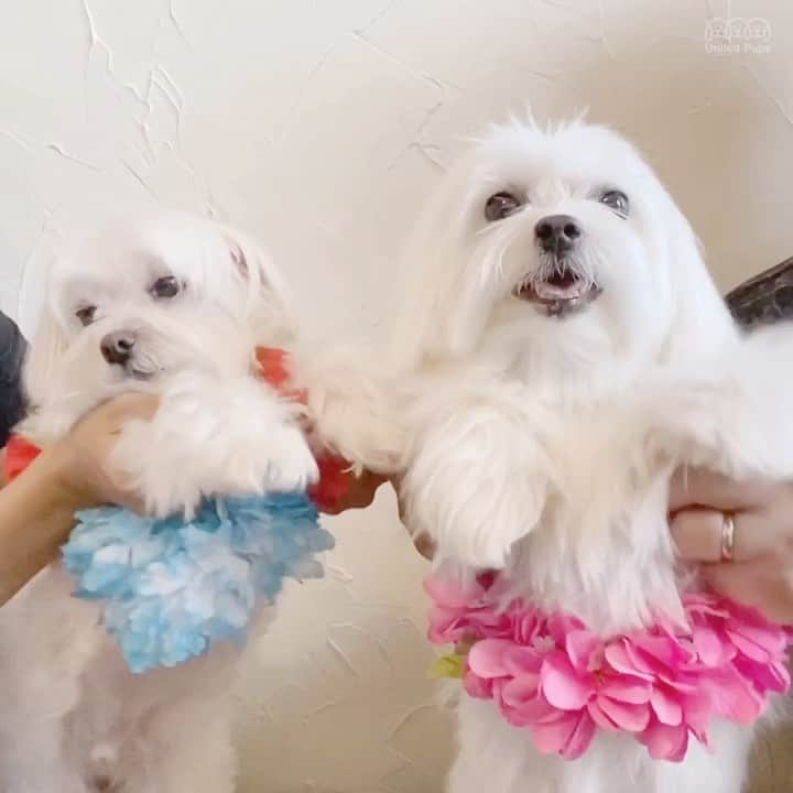 hi.arodのインスタグラム：「Ok, I admit it!  I have two left feet🕺🏻! Bailey on the other hand, must have been a balerina in a previous life. 💃🏻 ・・・ #dancingdog#dogsinquarantine#dogvideosofinstagram#coupledance#dogsoftiktok#dogdance#bestdance#dancefun#dancemoves#hawaiiandance#summerdance#dancingathome#danceathome#letsdance#dogvideo#viralvideo#buzzfeedvideo#funnyvideo#funnydogvideo#funnydogvideos#puppyvideo#puppyvideos#fundog#dogfun#funnydogs#funnydogvideos#maltese#malteseofinstagram#malteselovers#malteseofficial」