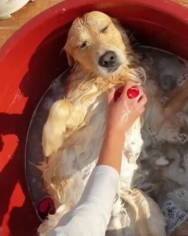 The Critter Havenのインスタグラム：「Scrubbing time  Video by @gaemungchi  #TheCritterHaven」