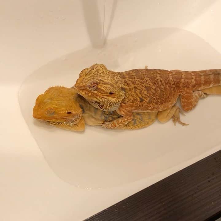 GEN3 Owlのインスタグラム：「🦎＋🦎=❤️ #lizard」