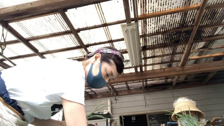 加藤紀子のインスタグラム：「美味しい玉ねぎになるためのお手伝い🧅  #畑からこんにちは #畑チャンネル #カトノリ農園  #新玉ねぎ #cupandcone」