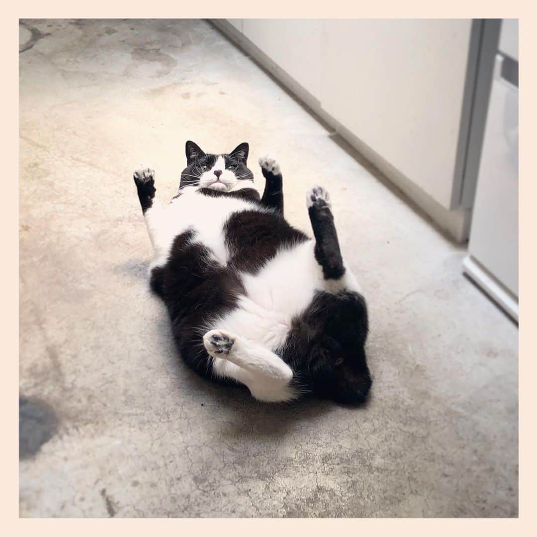 パンといっぴきのインスタグラム：「#元保護猫 #ハチワレ #白黒猫 #blackandwhitecat #tuxedocat」