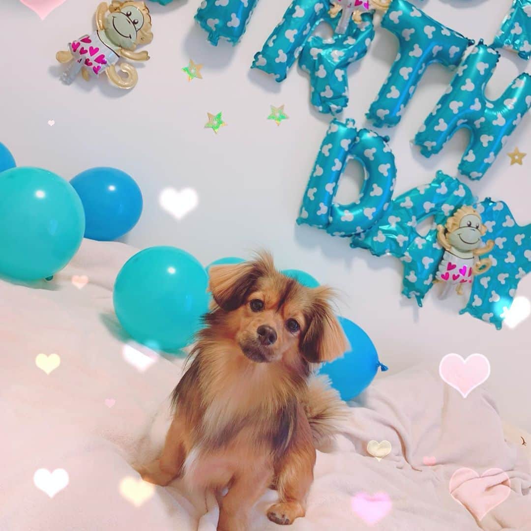 ゆがつくひとのインスタグラム：「. . MARO🐶2nd birthday🎂💕🍼 my sweet angel💭💘 . 5月15日、まろが2歳になりました🎀 . 時間が経つのが早すぎる‪( ;ᯅ; )‬！ 毎日毎日好きが増して好きが溢れる😂 . 私の一目惚れからうちに来てくれて 毎日幸せと笑顔をくれるまろ🐶❤️ . うちの子になってくれて 私と出会ってくれてありがとう。 世界一大好きで世界一大切だよ！！ . 最高の1年にしてあげるからね🥺💞 . 誕生日当日はまろが仲良しなちゃむてぃな🐶と 公園をお散歩してうちでケーキと鮭さん🐟を食べて たくさん遊びましたっ💜❤💙 . 3枚目の洋服とアイス🍨2つは ちゃむてぃなママからのプレゼント🎁 本当にありがとう‪( ;ᯅ; )‬！！ . 行きつけのドックランが臨時休業でどうしようか悩んだけど、 ちゃむてぃな🎀のお陰でとても楽しい お誕生日になりましたっ🍼💕💭 . #お誕生日おめでとう #お誕生日 #2歳になりました  #2歳の誕生日 #誕生日プレゼント #誕生日バルーン  #誕生日パーティー #愛しい我が子 #世界一可愛い  #女の子 #女子会 #いぬすたぐらむ #犬バカ部 #親バカ部  #娘ちゃん #犬用ケーキ #わんこのいる生活  #わんこなしでは生きていけません会  #わんこのいる暮らし #わんこ部  #わんこは家族 #わんこすたぐらむ  #愛犬の誕生日 #愛犬との時間 #幸せ」