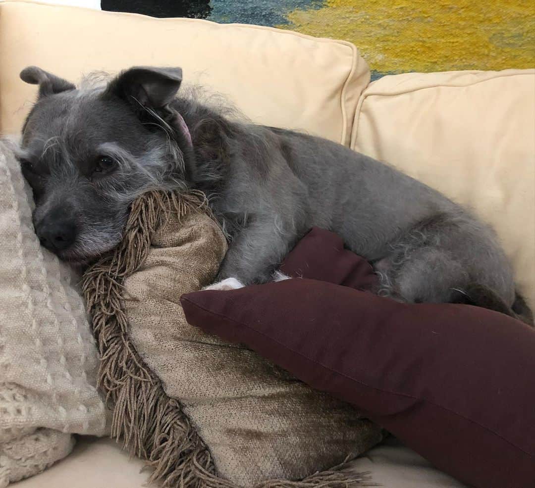 のインスタグラム：「little babe @thecindydoggy #dogsofquarantine」