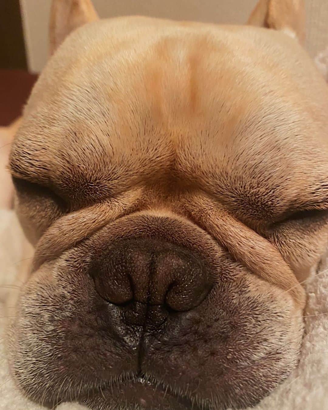 押尾学さんのインスタグラム写真 - (押尾学Instagram)「おやすみなさい😴⭐ #goodnight #sweetdreams #frenchbulldog #dogsofinstagram #frenchie #instagood #doglover」5月15日 23時48分 - manabuoshio_official