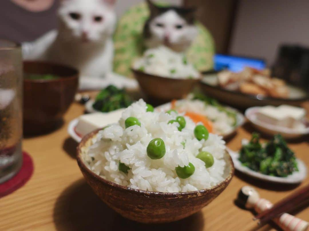 八、おこめさんのインスタグラム写真 - (八、おこめInstagram)「豆ご飯🟢めっちゃ美味しい〜🎶 頂き物のえんどう豆✨ ・煮物(厚揚げ、竹輪、こんにゃく) ・ほうれん草の胡麻和え ・冷奴 ・お味噌(椎茸、つまみ菜、ネギ) ・ナムルの残り 練り物ありの時は要注意！いかにハッチャンに気づかれずに竹輪を素早く切るかが勝負！ 4本中3本まで気づかれずに切れたw 気づかれると、くれ！くれ！めっちゃひつこいw 2枚目→多分、竹輪見てるw #和食 #豆ご飯 #うすいえんどう #えんどう豆 #八おこめ #ねこ部 #cat #ねこ #猫 #ネコ #八おこめ食べ物」5月15日 23時48分 - naomiuno