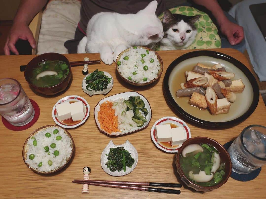 八、おこめさんのインスタグラム写真 - (八、おこめInstagram)「豆ご飯🟢めっちゃ美味しい〜🎶 頂き物のえんどう豆✨ ・煮物(厚揚げ、竹輪、こんにゃく) ・ほうれん草の胡麻和え ・冷奴 ・お味噌(椎茸、つまみ菜、ネギ) ・ナムルの残り 練り物ありの時は要注意！いかにハッチャンに気づかれずに竹輪を素早く切るかが勝負！ 4本中3本まで気づかれずに切れたw 気づかれると、くれ！くれ！めっちゃひつこいw 2枚目→多分、竹輪見てるw #和食 #豆ご飯 #うすいえんどう #えんどう豆 #八おこめ #ねこ部 #cat #ねこ #猫 #ネコ #八おこめ食べ物」5月15日 23時48分 - naomiuno