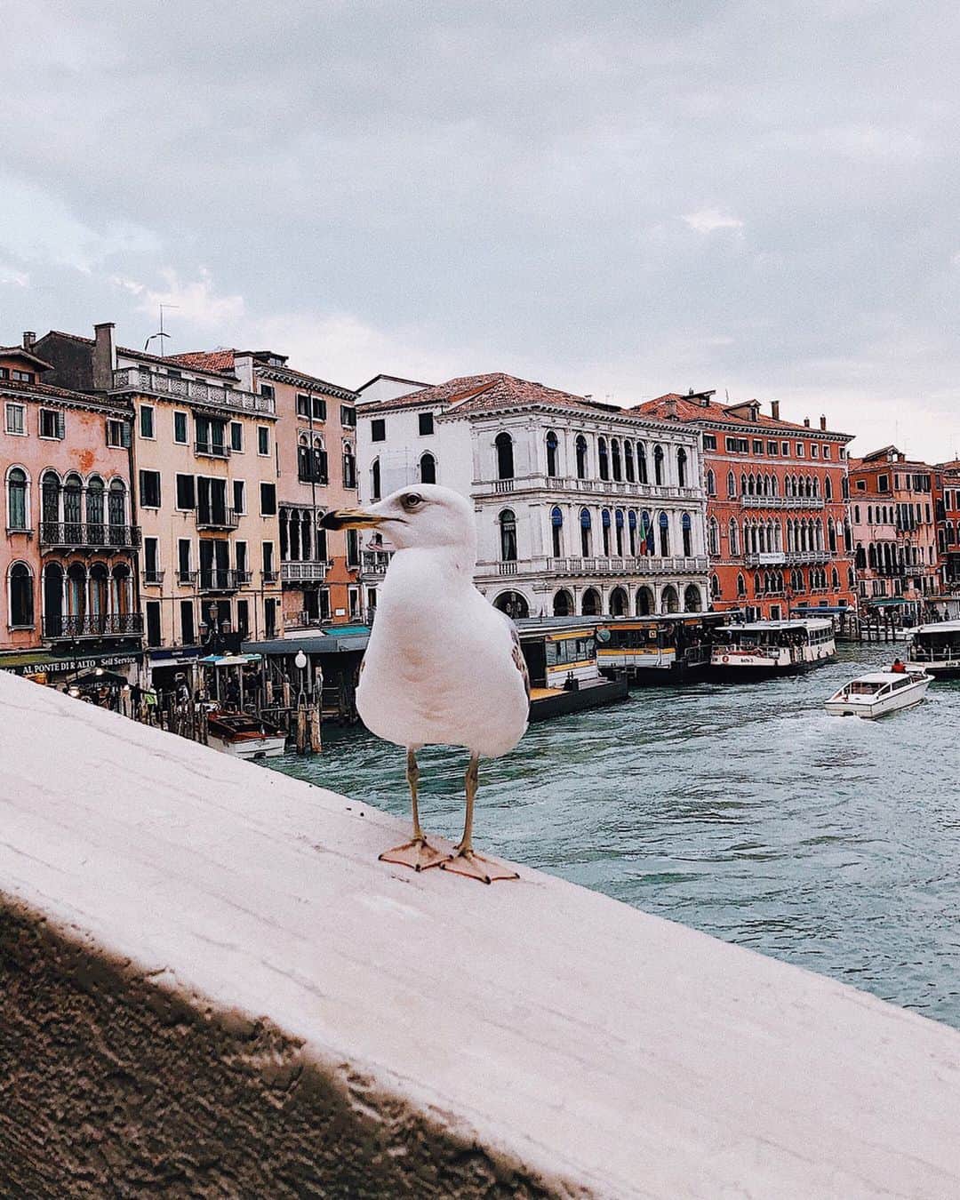 相知明日香さんのインスタグラム写真 - (相知明日香Instagram)「🇮🇹 . 𝙈𝙚𝙢𝙤𝙧𝙞𝙚𝙨 𝙤𝙛  𝙑𝙚𝙣𝙞𝙘𝙚. 🌹 カメラ慣れしてた鳥。翌日からのクルーズに向けてメンバー 全員が集結した夜に隣のテーブルで食事してたチワワ。 思い出がいっぱい。♥️ ( ･ᴗ･̥̥̥ ) . . . #旅するヴァイオリニストinITALY #旅するヴァイオリニストinSunPrincess #JTBSUNPRINCESSWORLDCRUISE2019 #SunPrincess #WorldCruise #Cruise #Venice#Venezia#ITALY#ITALIA#Travel#Traveler#Violinist#Artist#music#love#happy#相知明日香#旅するヴァイオリニスト#旅#旅行#ヴァイオリン#音楽#イタリア#ベニス#ヴェネツィア#クルーズ#世界一周#世界一周クルーズ#🇮🇹」5月16日 0時07分 - asukalohappy