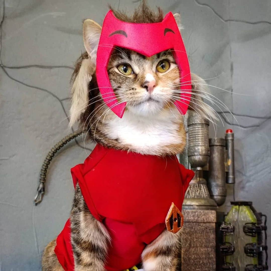 猫コスプレさんのインスタグラム写真 - (猫コスプレInstagram)「Happy S̶h̶e̶-̶R̶a̶ Catra day!  #SheRa #Catra . . . . . . . #sheracosplay #catracosplay #catrafanart #sheraandtheprincessesofpower #netflix #catcosplay #cosplay #cosplayer #cat #catcostume #catsinclothes #catsofinstagram #kitty #aww #cutepics」5月16日 0時47分 - cat_cosplay