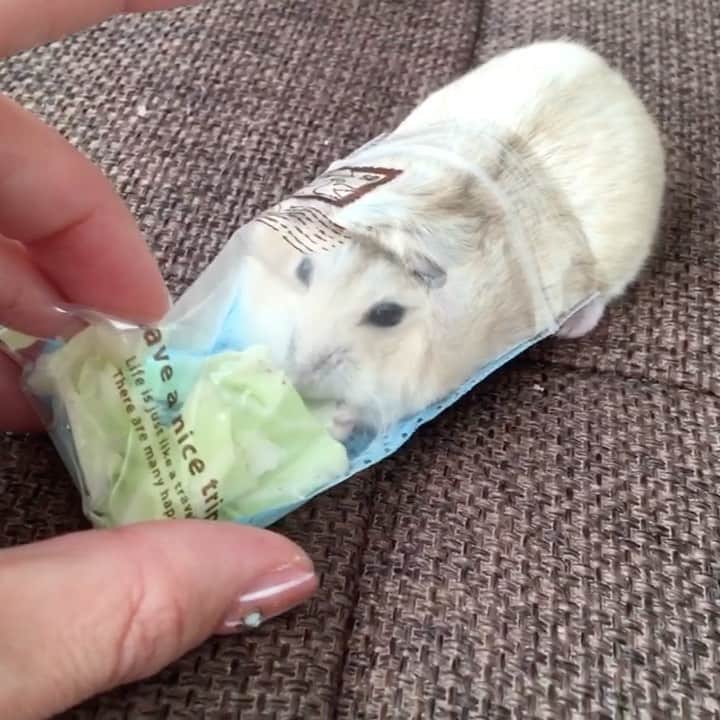 hamster_mocoのインスタグラム