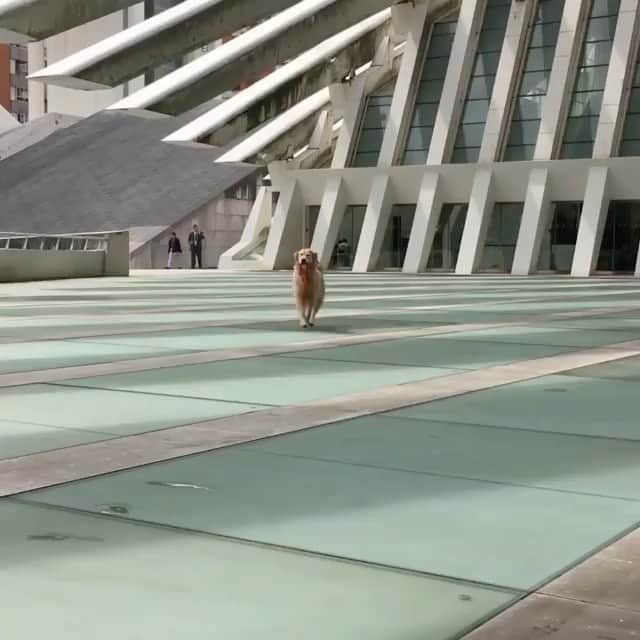 DogsOf Instagramのインスタグラム：「“I am that cute. Starting to believe it.” writes @hipsdontliewithlunathegolden  #dogsofinstagram」