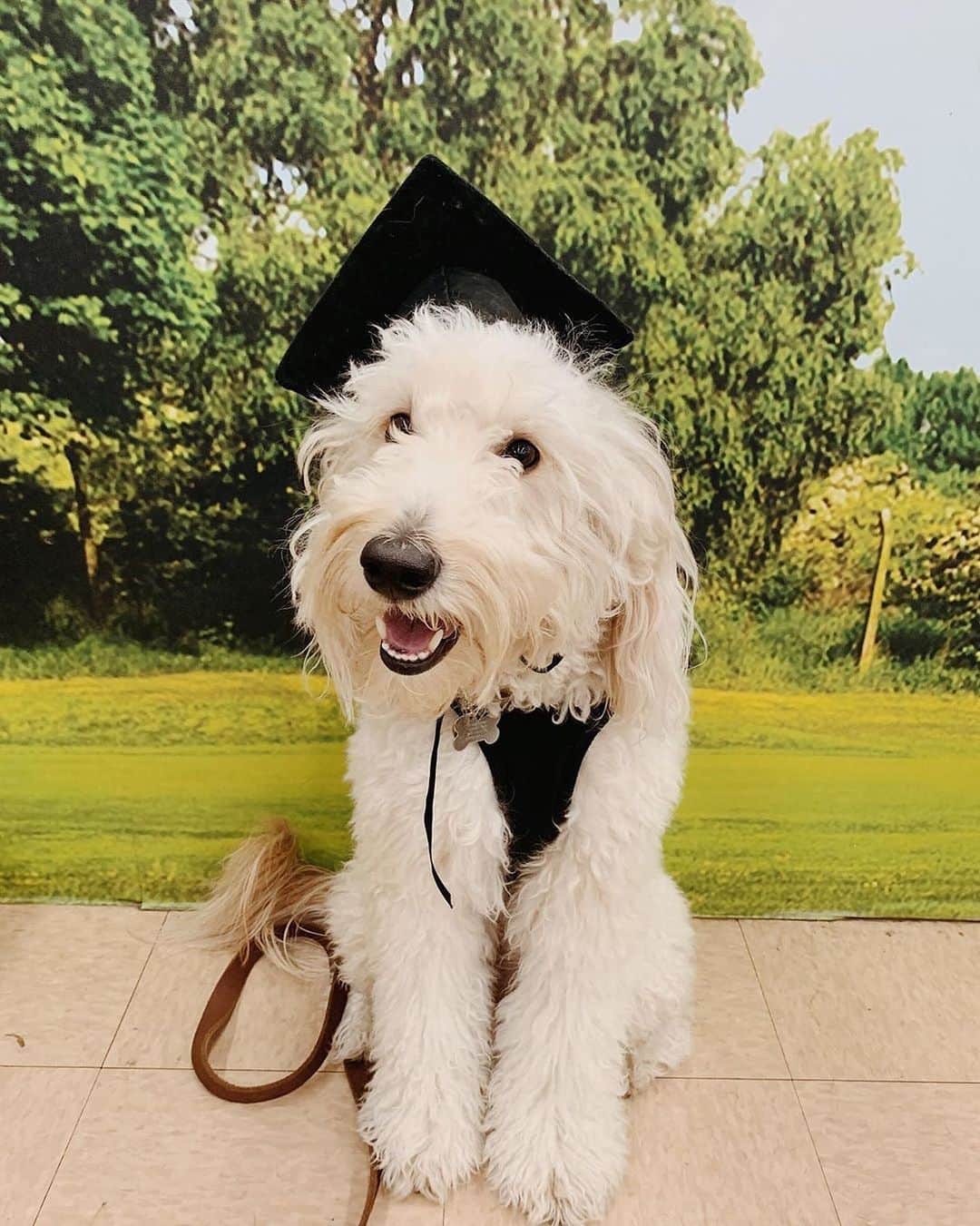 Instagramさんのインスタグラム写真 - (InstagramInstagram)「For today’s #WeeklyFluff, we are proud to introduce Sammy (@samtheminidood), a mini goldendoodle who recently graduated his Canine Good Citizen training. ⁣ 🐶🎓⁣ “Sammy’s personality is very loyal and affectionate. He brightens the day of each person he comes in contact with,” says his human Lauren, who is graduating nursing school from the University of Oklahoma Health Sciences Center.⁣ ⁣ “Nursing school is a vigorous and stressful experience, but I always had Sammy to lean on during the hardest moments. He is the best at knowing how to cheer me up,” she says. “I don’t know how I could’ve gotten through the stresses of school without my best friend by my side the whole way through.”⁣ ⁣ Photo by @samtheminidood」5月16日 1時07分 - instagram