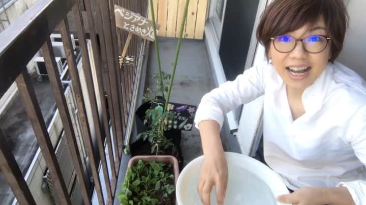 小谷あゆみのインスタグラム：「新しい生活様式！ 密集・密着・密閉・密植〜 プランター社会も４密はいけません #ベランダ菜園 #家庭菜園 #自給時代 #農サイド生活 #ベジアナ  #ベランダ革命」
