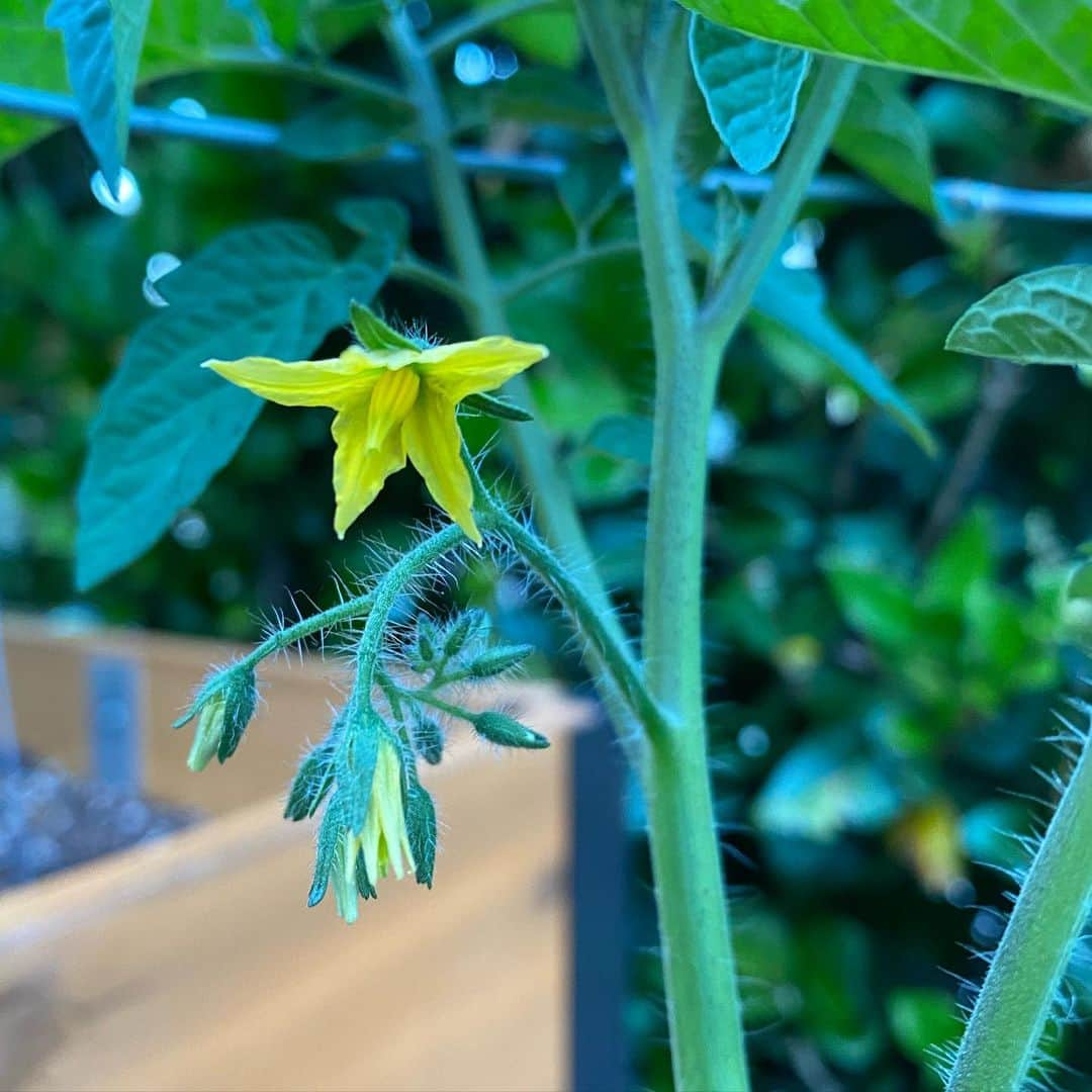 トレ・クールさんのインスタグラム写真 - (トレ・クールInstagram)「Our little cucumbers, tomatoes and bell peppers seem happy. #growsomefood」5月16日 11時20分 - trecool