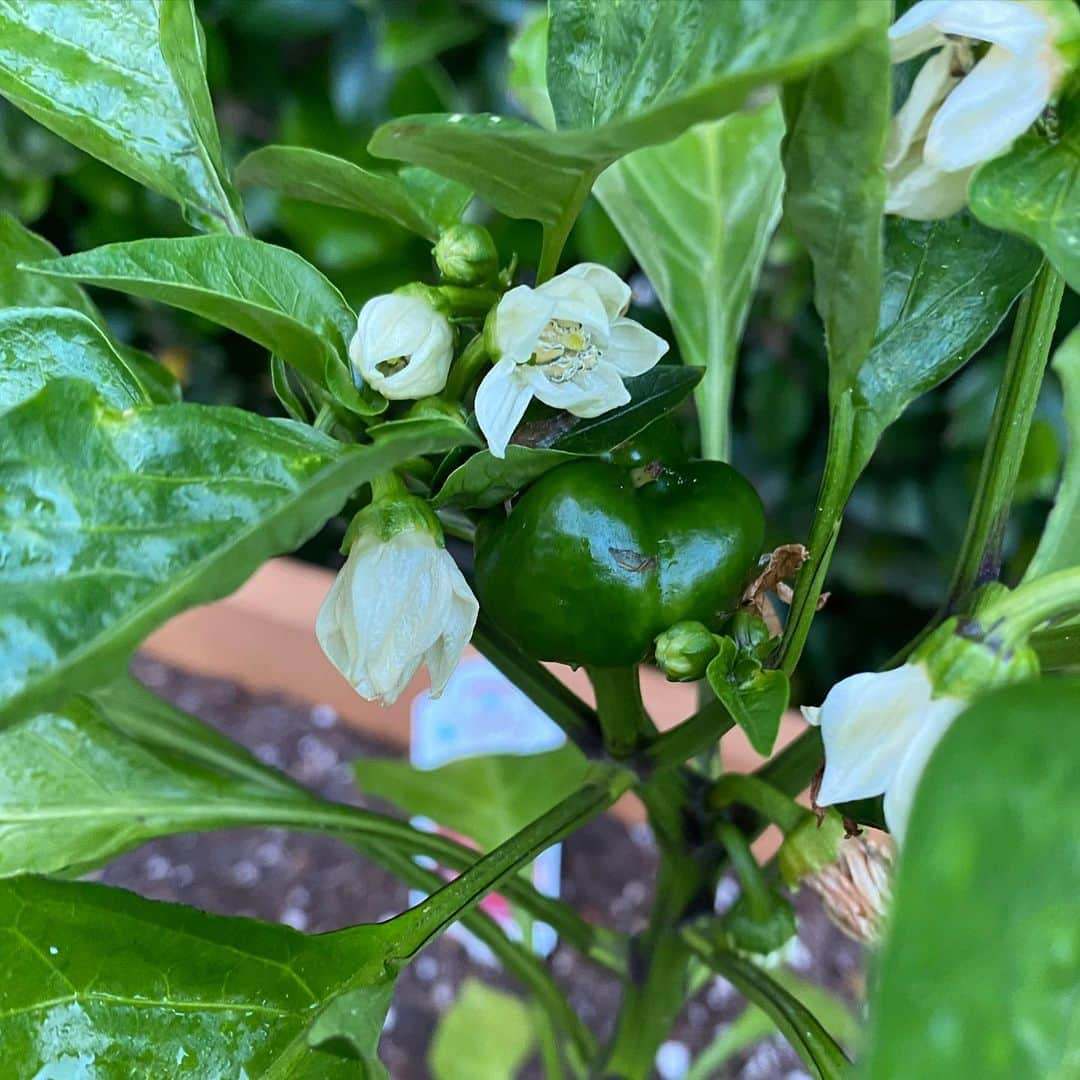 トレ・クールさんのインスタグラム写真 - (トレ・クールInstagram)「Our little cucumbers, tomatoes and bell peppers seem happy. #growsomefood」5月16日 11時20分 - trecool