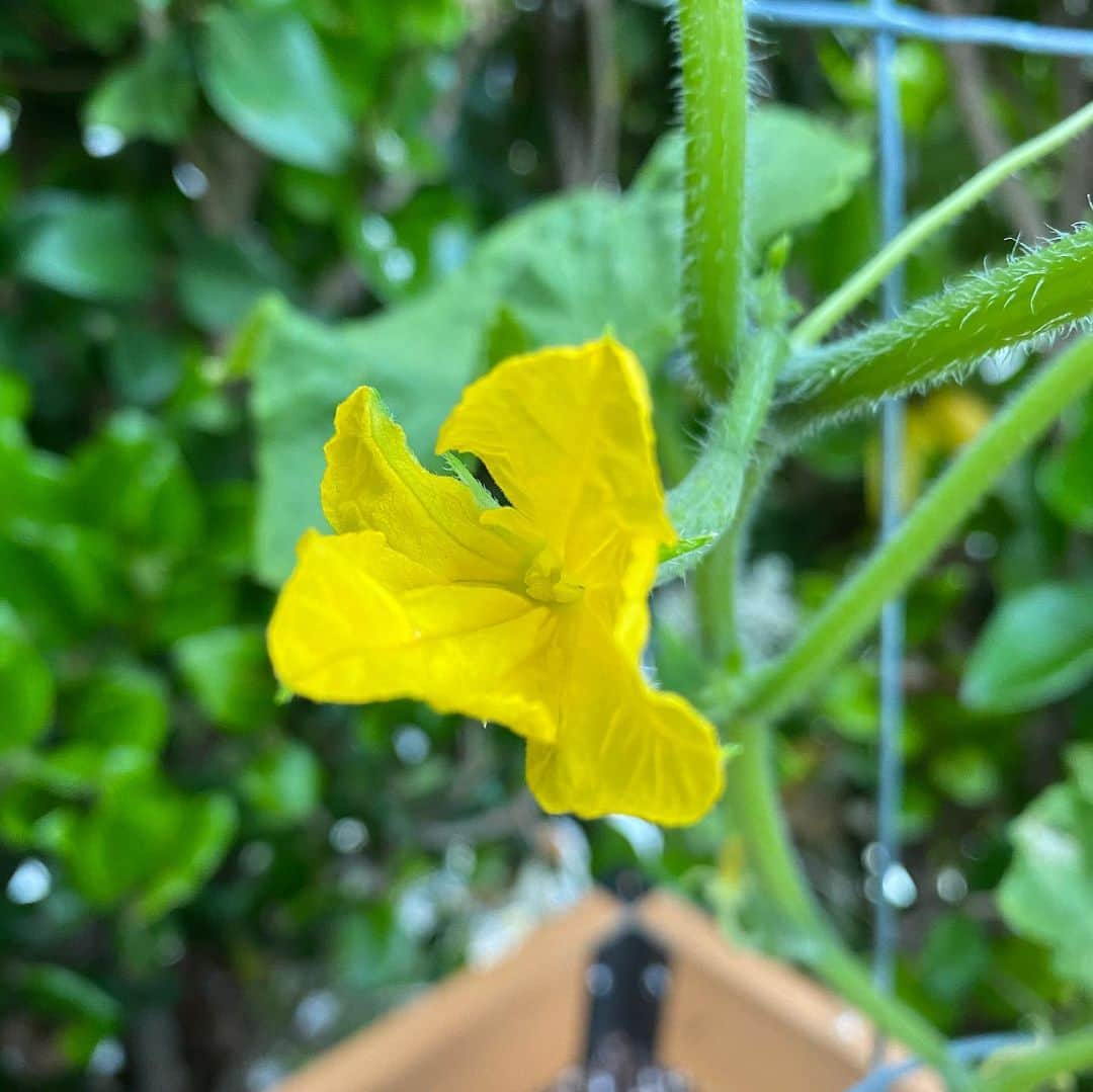 トレ・クールさんのインスタグラム写真 - (トレ・クールInstagram)「Our little cucumbers, tomatoes and bell peppers seem happy. #growsomefood」5月16日 11時20分 - trecool