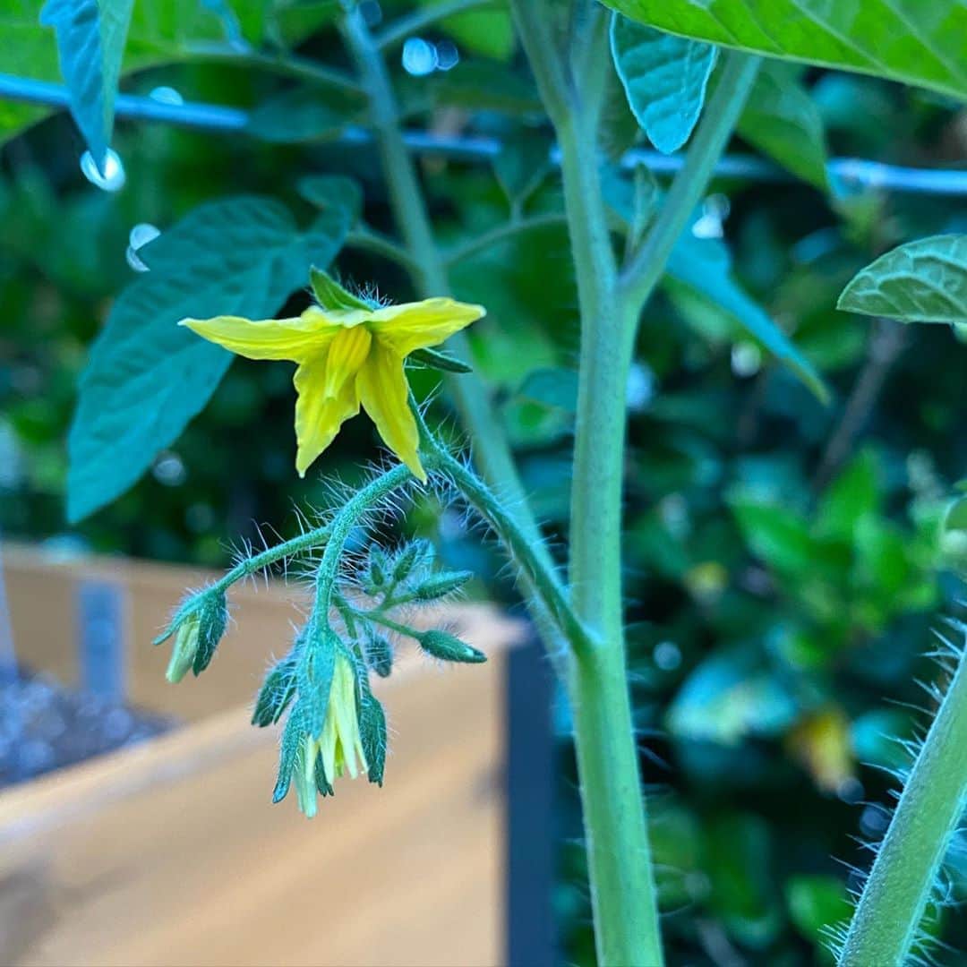 トレ・クールのインスタグラム：「Our little cucumbers, tomatoes and bell peppers seem happy. #growsomefood」