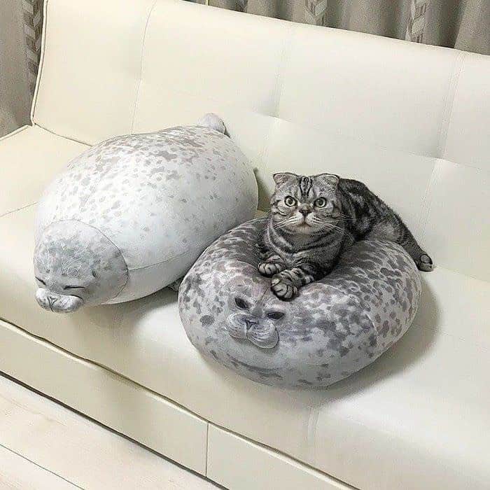 Shishi-maruのインスタグラム：「🐱ねこのきもちWEBMAGAZINE にて、猫エッセイが更新されました。今回はししまるお気に入りのあざらしクッションのお話です。アプリ版もありますので是非。﻿ お楽しみください。﻿ ﻿ 【渋ネコししまるさん】#47﻿ ｜ねこのきもちWEB MAGAZINE﻿ ﻿ https://cat.benesse.ne.jp/lovecat/content/?id=69708﻿ ﻿ 🐱My essay about Shishi-maru is serialized in a weekly magazine:)﻿ ﻿ ーーーーーーーーーーーーー﻿ 🌺「渋ネコ ししまるさん」ねこのきもちWEB MAGAZINE にて毎週金曜日エッセイの連載中﻿ ーーーーーーーーーーー﻿ 📕「ぷっちねこ。」「3匹のちいさな猫を召喚できたなら」「ちいさな猫を召喚できたなら」徳間書店より単行本発売中﻿ ーーーーーーーーーーー﻿ ⭐︎ねこ漫画→@tacos_cat﻿ 🌺Twitter →@taco_emonemon﻿ ーーーーーーーーーーー」