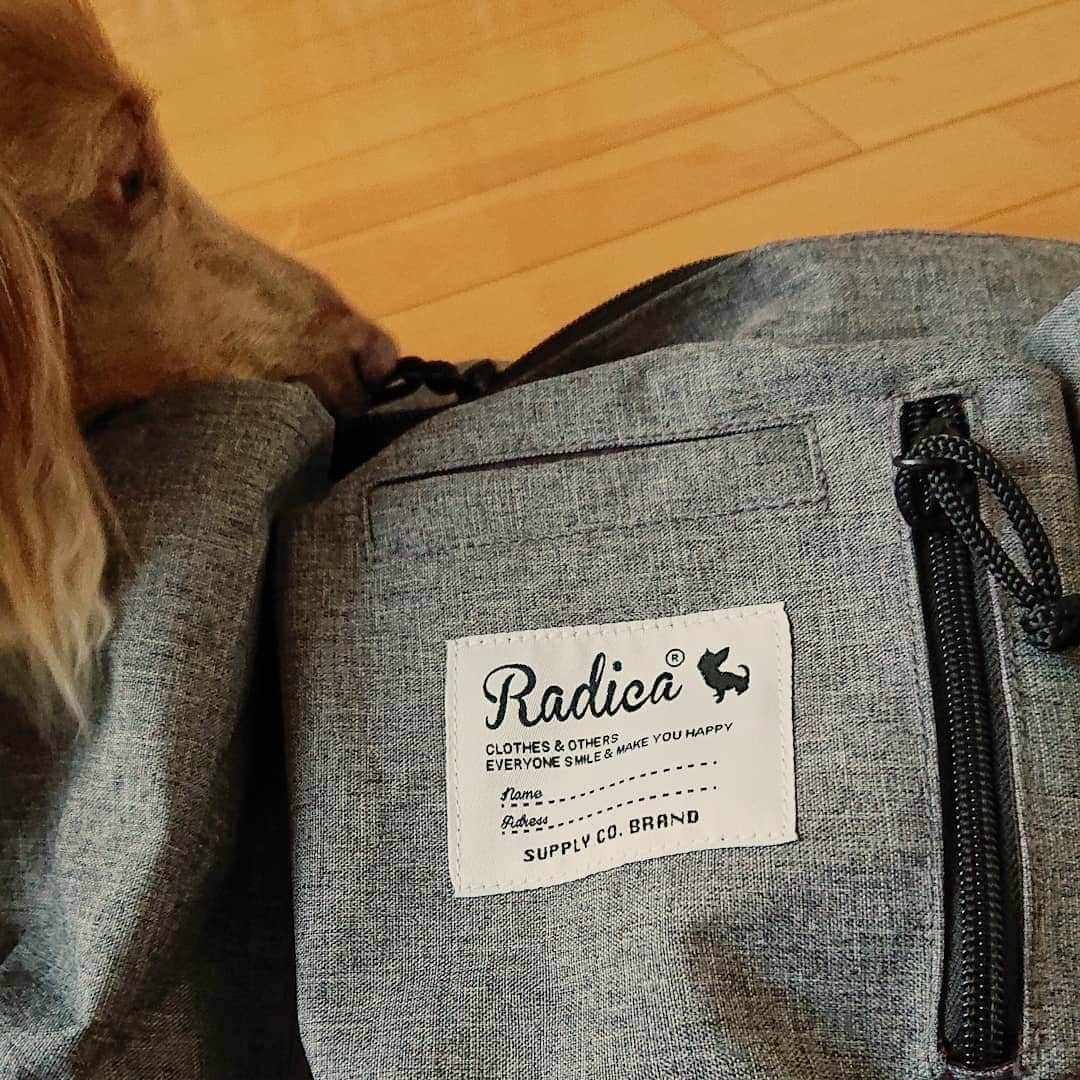 くるみんのインスタグラム：「＊ お散歩バックを新調しました🎶 Radicaさんのウエストポーチ  私は個人的に両手をフリーにしたい。斜めがけもしゃがむ時に前に来てしまうのが邪魔で、いつもこのタイプ  着けて散歩してる風景を撮ってと頼んだら、肝心なバックが切れてるし😅3枚目  #ミニチュアダックスフンド #ミニチュアダックスフント #ミニチュアダックス #イザベラタン #イザベラ #カニンヘンダックスフント #カニンヘン #カニンヘンダックス #カニンヘンの会 #カニンヘンダックスフンド #チョコタンダックスフント #チョコタンダックスフンド #チョコタンダックス #チョコタン #ダックス多頭飼い #ダックスフント #ダックスフンドカニンヘン #ダックス部 #ダックス大好き #ダックスフンド #ダックス #ラディカ #radica #dachshundgram #dachshund #dogstagram #instagramdog #instadachs #kyounodachs」