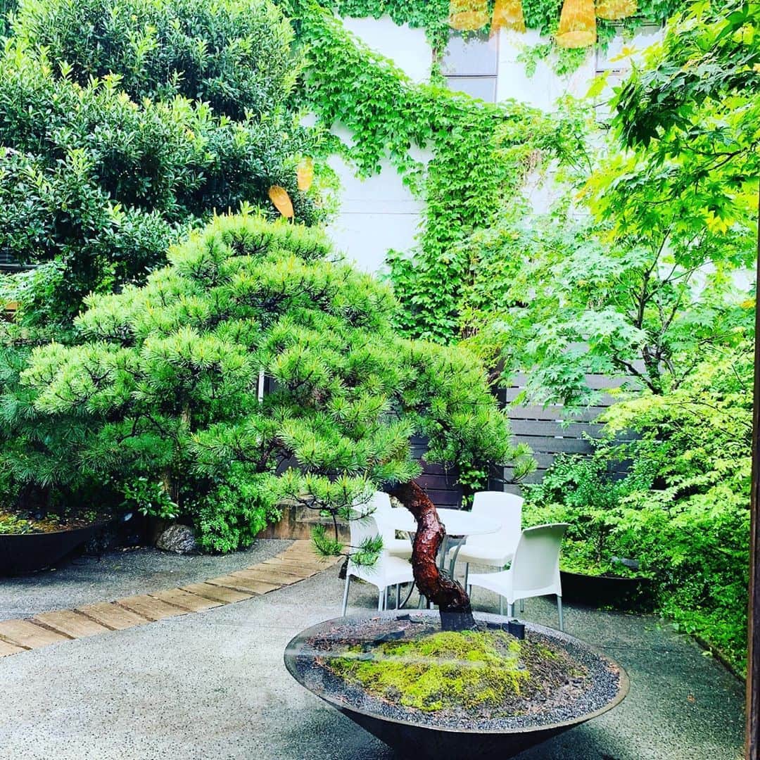 筒井菜月のインスタグラム：「窓辺から望む初夏の新緑✨」