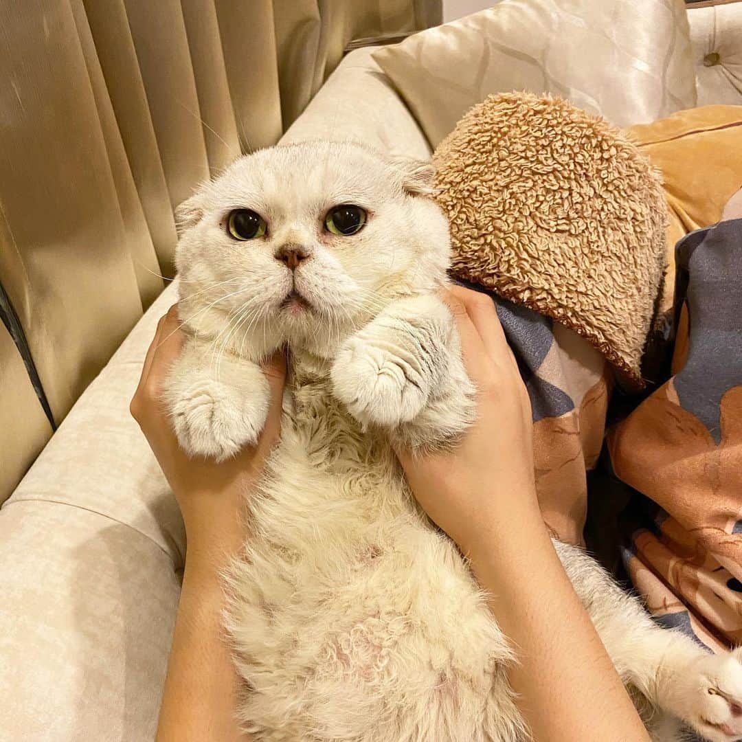 Haruのインスタグラム：「I’m a baby. Just a tiny baby. 🤱🏻💕 #haruthecat #เบบี๋พุงชมพู」