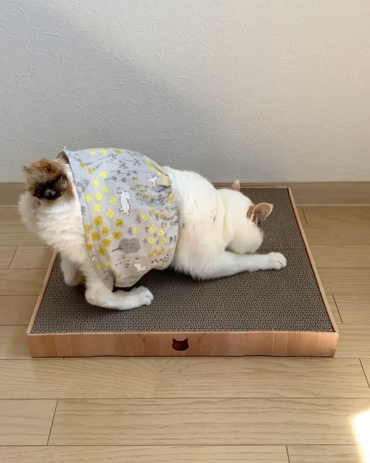マルのインスタグラム
