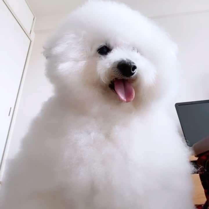 ゆうのインスタグラム：「. . ちょっと前に撮った 下からのアーニーさん🐶 . ボサボサが過ぎるな😂 あ、今はカットしてます！ . . . . #お腹の上に乗っています . . .」