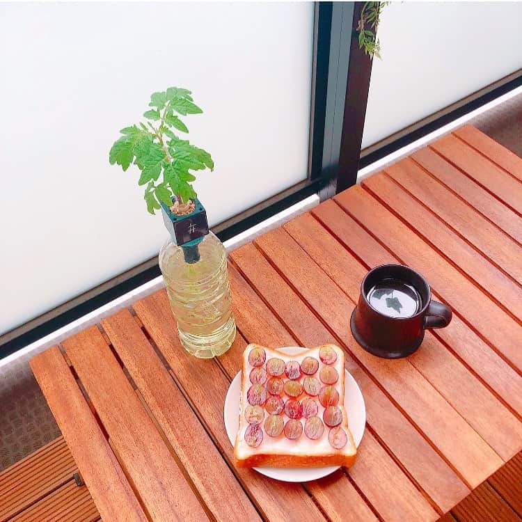 片桐優妃のインスタグラム：「#ペットマト がだいぶ大きくなりました🍅 . #ぶどう 食べたいと思って買ったのになかなか食べ進まない💦どうしよう🙄🙄 . #ベランダカフェ #ベランピング #食パンレシピ #おうち時間 #朝ごはん #おうちごはん #ごはん123」