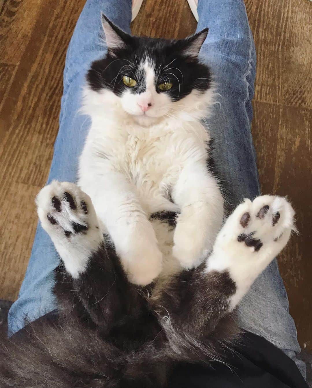 もじゃころのインスタグラム：「ばんどぅ、足の成長に体の成長が追いつかない🥺🥺🥺🥺🥺ばんどぅは体の小さい子だなぁ…しんぱぃだよ？  #坂東玉隠しシャシャ丸  #あいちゃんの膝の上 #ボーダーコリ男」