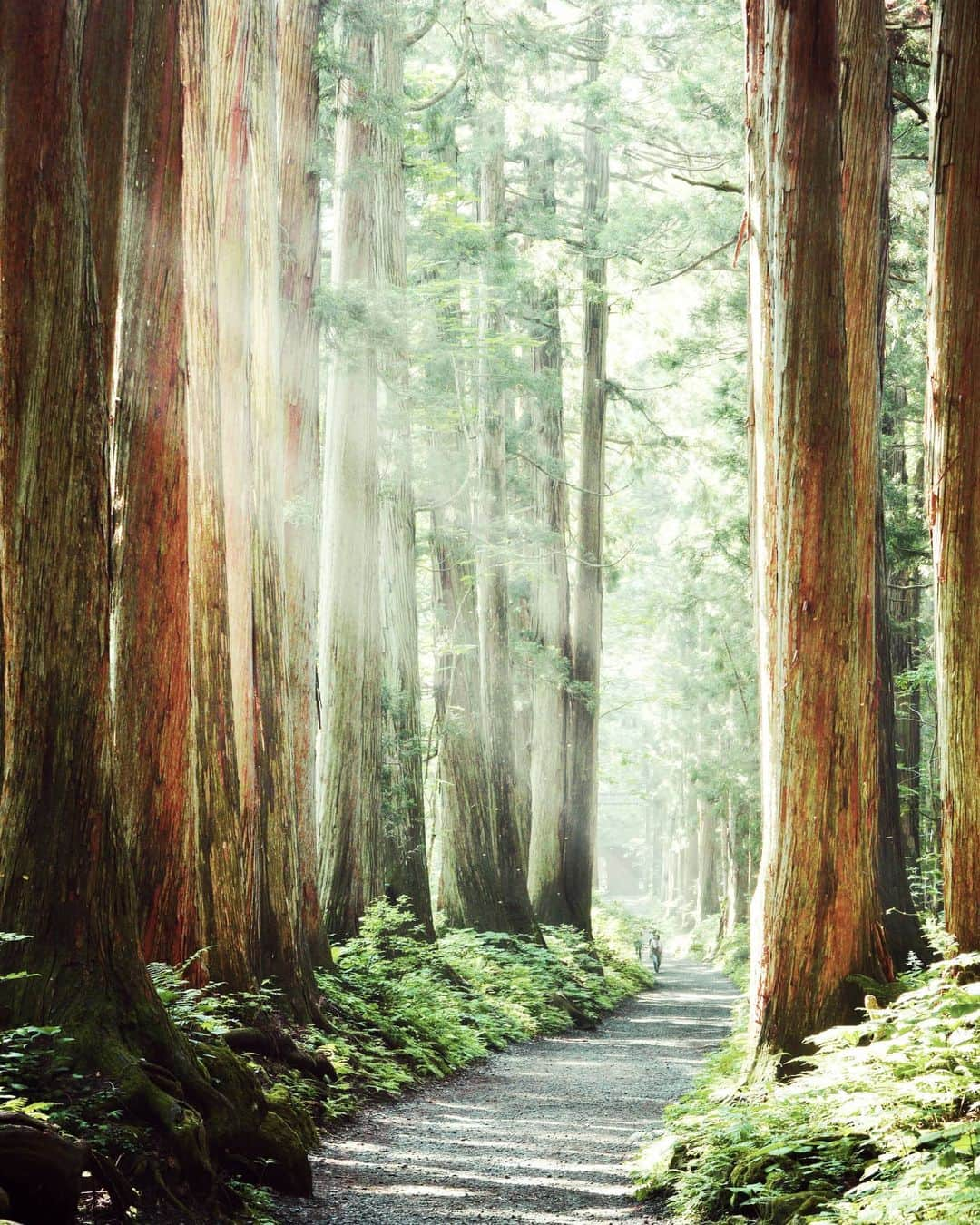 masayaさんのインスタグラム写真 - (masayaInstagram)「Togakushi Shrine  Nagano Prefecture 2017 長野 戸隠神社 初めて行くところで思い描いていた写真を撮れることは少ない。これはそれがかなった１枚。朝日が射す巨大杉並木の参道。再編集。 #Nagano #japan #trip #長野 #morninglight」5月16日 12時32分 - moonlightice