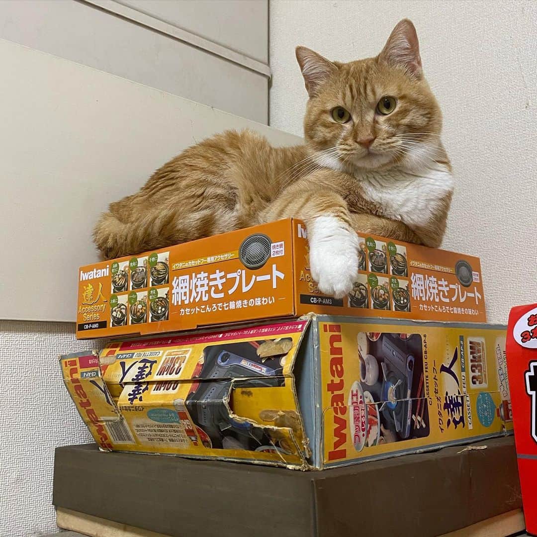 金巻ともこさんのインスタグラム写真 - (金巻ともこInstagram)「えらそうチャイ  #kurohakuchai #tabby #orangetabby #cat #猫 #茶トラ男子部 #catstagrams」5月16日 3時48分 - tomotomoco
