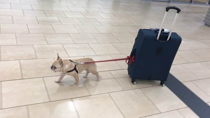 Hamlinのインスタグラム：「Remembering the good old days of traveling instead of dragging a suitcase from one end of the house to the other. .......... #stayhome #staysafe」