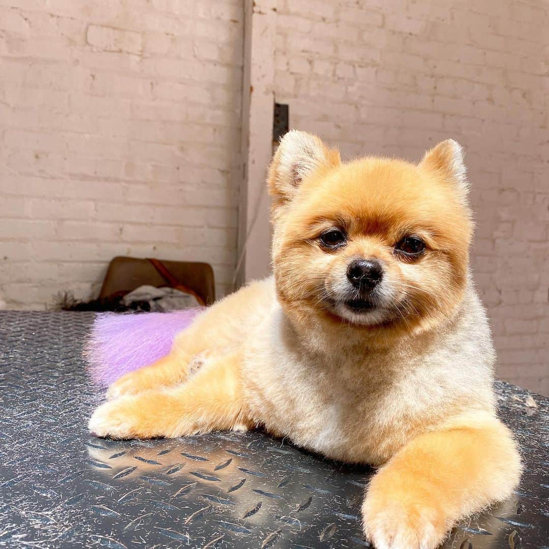 Dogs by Ginaのインスタグラム：「Kiku 💁🏼‍♀️ #asif」
