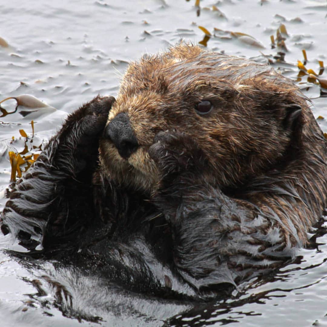 Nolan Gouldのインスタグラム：「Here's a photo of an adorable sea otter in honor of #EndangeredSpeciesDay 🐝🐧🦍🐯🦥 As many of us shelter-in-place around the world, there's never been a better time to fight for our endangered species and envision how we will treat our planet moving forward. If you've ever wanted to live more eco-friendly or get involved, now's your chance! The @sierraclub and thousands of people around the world are calling on our leaders to protect 30% of lands and waters in the U.S. to protect our health, stop extinction and fight the climate crisis. And you can be part of it too! Join me by clicking the bio. Thank you and I hope that you and yours are safe and healthy :) Thank you to @sarahgilman18 for getting me involved. Now get your friends to do it too!!!」