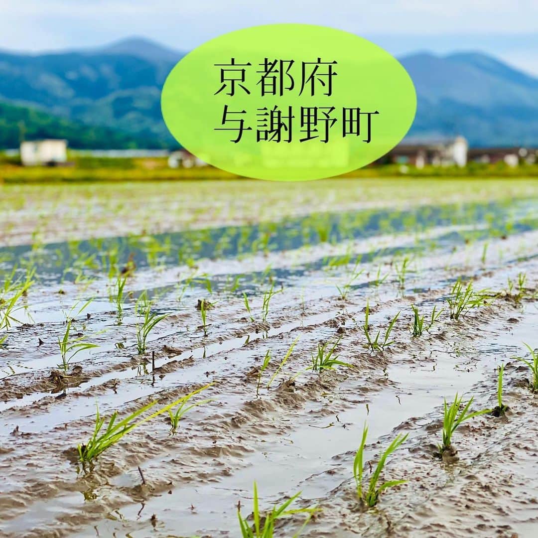 長谷川朋美さんのインスタグラム写真 - (長谷川朋美Instagram)「今年も#田んぼオーナー やってます✨ #京都 の#与謝野 にて、#自然循環農業 で育ててもらっているお米は、お米の中でもトップクラスの#特A ランクで、本当に美味しいです🌾 ・ 様々なこだわりやストーリーを知っているせいか、#新米 を送ってもらった時は、これまで食べたお米で1番美味しいと思ったくらい。 ・ ちょうど先日は#田植え でした✨ #祈祷式 を執り行ってもらったりと、 益々生産者さんやお米への、感謝が湧きます。 ・ これからの時代は、農業も、仕事も人もモノも みんな循環型になっていくといいなぁ。 ・ 我が家でも今年から#コンポスト を設置し、#生ゴミ は全て#微生物 の働きにより、土にかえしているのでゴミを出しません。 ・ 個人的には、#農家 という職業が もっともっと価値を称賛される 職業になればいいなと思ってます。 ・ ちなみにこちらの田んぼオーナー制度は今月いっぱいまで今年度分の募集をしているそうなので、興味ある方は @yoshinorikayama 迄DMしてみてください☺️ ・ 普段米作りにお忙しく、お手間をとらせてしまうと申し訳ないので、本気で興味がある方だけにしてくださいね❣️ ・ #エレナ米 #田んぼ #田園 #天橋立 #nature #豆っこ肥料」5月16日 6時40分 - hasegawa.elena.tomomi