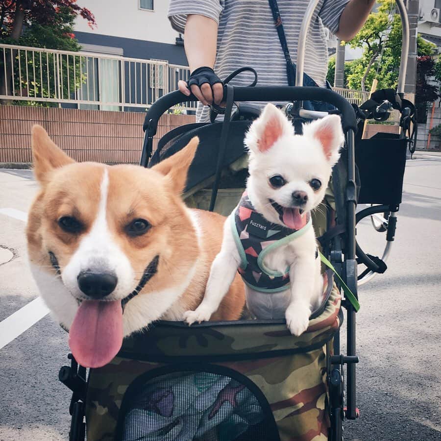 NARA and ABBYさんのインスタグラム写真 - (NARA and ABBYInstagram)「お久しぶりです。 そして長文になります。  報告がだいぶ遅くなりましたが、実は去年の９月にナーラが脳梗塞になり、一時は病院の先生にも回復は難しいかもしれないと言われ、私達も最悪のことも頭に起きながら、毎日を送っていました。  先が見えない状況の中、毎日ナーラの介護に向き合ってきました。 ひきつけを一日に何度も起こすようになり、ごはんも自力では全く食べなくなり、自力で身体を起こすことすらも出来ない、水も自力では飲めない、そんな日々がしばらく続きました。  年を越せるかな〜なんて、夫婦で話をしていた時期もありました。  まだまだ、ナーラと一緒にいたい。 その思いだけで、介護に向き合ってきました。 ナーラもその思いに応えてくれているかのように、流動食しか食べれなかったのが、食欲も徐々に戻り、今ではごはんも普通食を自力で食べられるようになりました。ひきつけも今は全く起こさなくなりました。  うしろ足の麻痺は脳梗塞を発症する前にもうすでに出ていたので、頼みの綱だった前足も脳梗塞の後遺症でチカラが入らない状態になってしまいました。 全ての足が不自由になり、本当にナーラは辛かったと思います。  ただ、犬の回復力は本当に素晴らしく、最近は、おうちの中で前足のチカラでふらつきながら少しずつ歩くようになってきました。  車いすを使って今ではお外をゆっくりお散歩出来るまでに回復してきました。 ナーラの生命力と回復力に毎日驚かされています。」5月16日 12時53分 - sachi0711