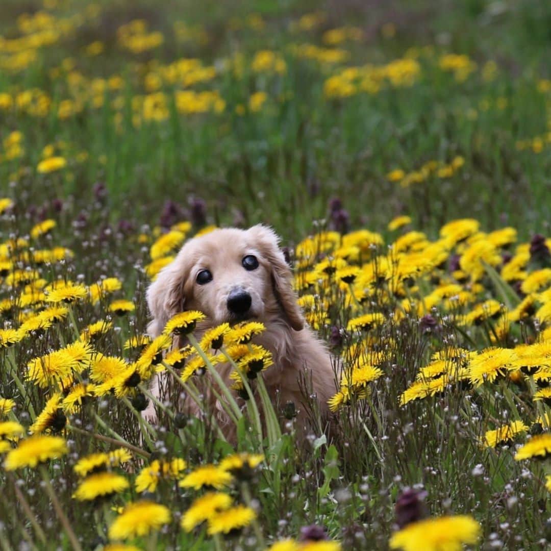 ハッチ＆ニコのインスタグラム：「Good morning ☁️ おハッチ🐶🌼 #たんぽぽ　#dandelion #カメラ嫌い同好会 #pecoいぬ部 #犬の生活が第一 #癒しわんこ #dachshund #犬バカ部 #短足部 #ふわもこ部 #tokyocameraclub #東京カメラ部」