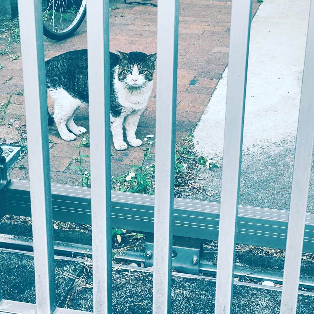 中野敬久さんのインスタグラム写真 - (中野敬久Instagram)「#cat #what #areyoulookng #hope #neighborhood #norahjones」5月16日 8時04分 - hirohisanakano