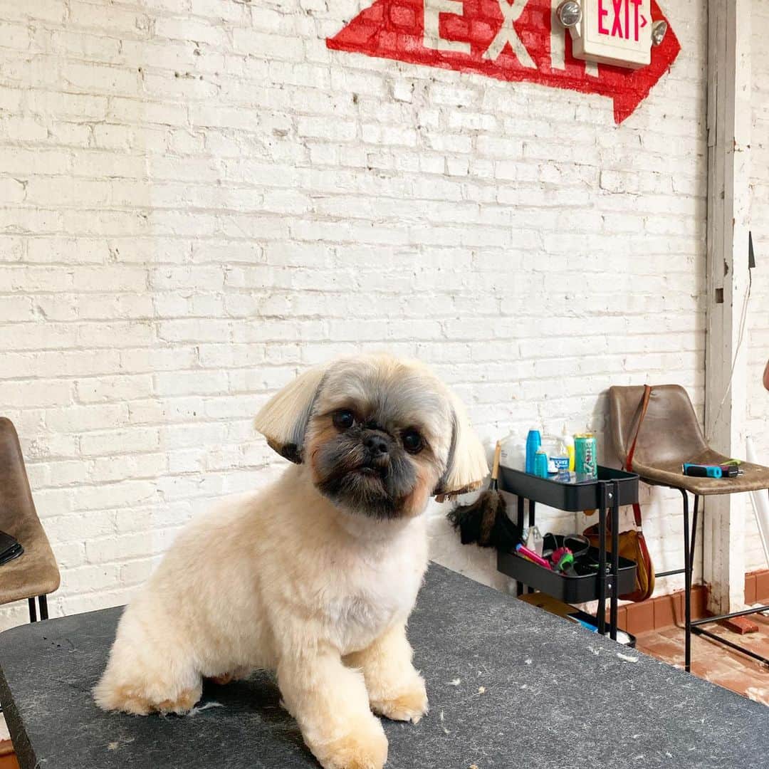Dogs by Ginaのインスタグラム：「Are we done here? @charlotte_tallulah_」