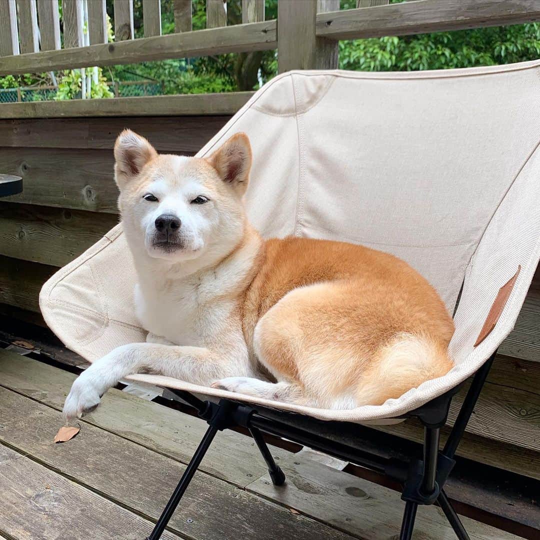 柴犬リリコさんのインスタグラム写真 - (柴犬リリコInstagram)「お気に入りの椅子🪑から「みなさまごきげんよう🐶」 #低気圧嫌い #コーヒーはまだかしら ☕️」5月16日 8時06分 - ke_rock_