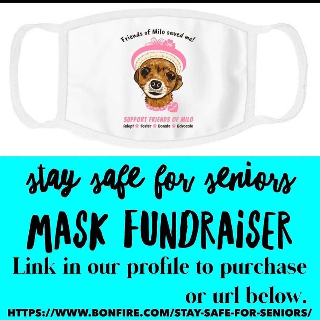 ローレン・アッシュさんのインスタグラム写真 - (ローレン・アッシュInstagram)「Link in my bio! Stay safe for seniors! Buy a mask with MY DOG DAUGHTER on it and not only does this raise money for the amazing senior dog rescue @friendsofmilo but for every mask sold, @bonfire has committed to donate one to a medical professional! This is literally supporting 2 charitable initiatives at once! So order yours today and when it arrives, tag me in your selfie wearing it and I will repost and send you my thanks!!! #ShopForACause #InThisTogether」5月16日 8時10分 - laurenelizabethash